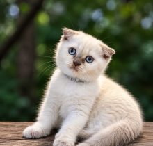 Scottish Fold