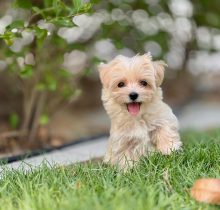 Maltipoo puppies for sale in dubai