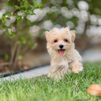 Maltipoo puppies for sale in dubai