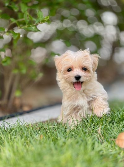 Maltipoo puppies for sale in dubai