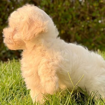 Adorable white Maltipoo puppy playing outdoors in Dubai
