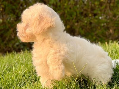 Adorable white Maltipoo puppy playing outdoors in Dubai