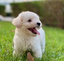 maltipoo