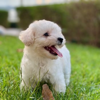 maltipoo