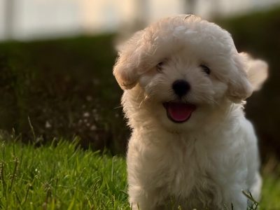 Reputable Maltipoo breeder in Dubai offering healthy vaccinated puppies