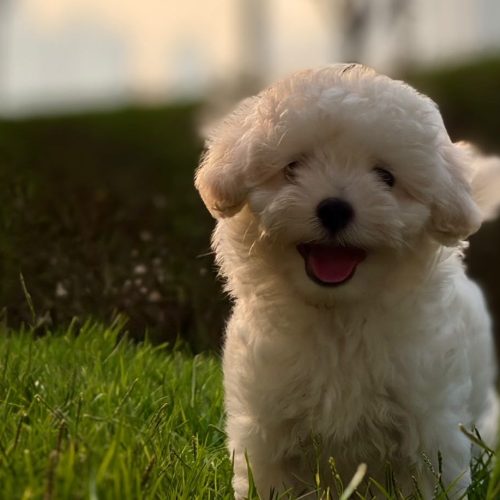 Reputable Maltipoo breeder in Dubai offering healthy vaccinated puppies