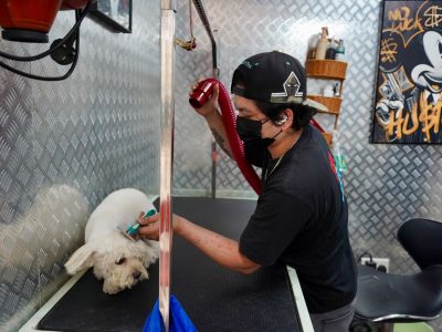 Professional cat and dog grooming in Business Bay Dubai at Tom & Jerry Pet Shop