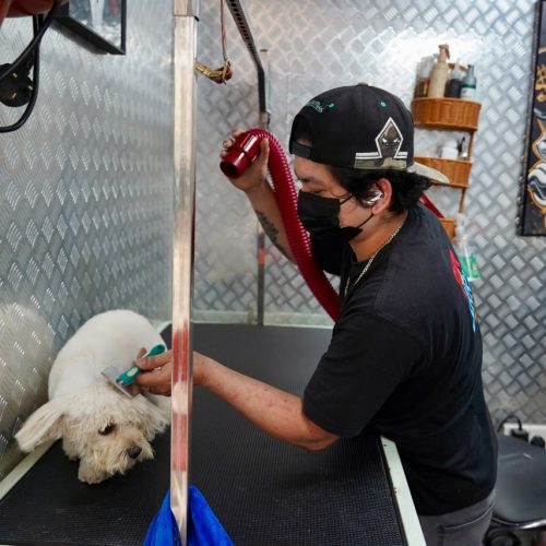 Professional cat and dog grooming in Business Bay Dubai at Tom & Jerry Pet Shop