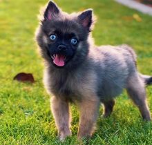 Fluffy Pomsky puppy with husky-pomeranian markings and blue eyes sitting indoors
