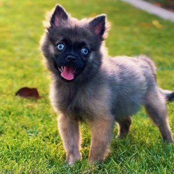 Fluffy Pomsky puppy with husky-pomeranian markings and blue eyes sitting indoors