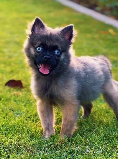 Fluffy Pomsky puppy with husky-pomeranian markings and blue eyes sitting indoors