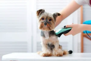 pet Grooming