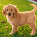 golden-retriever-puppy-dubai-outdoor.jpg