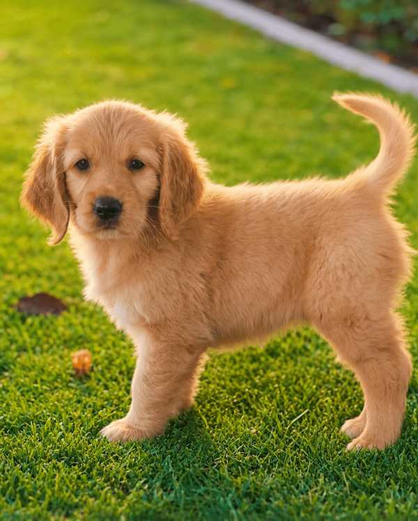 golden-retriever-puppy-dubai-outdoor.jpg