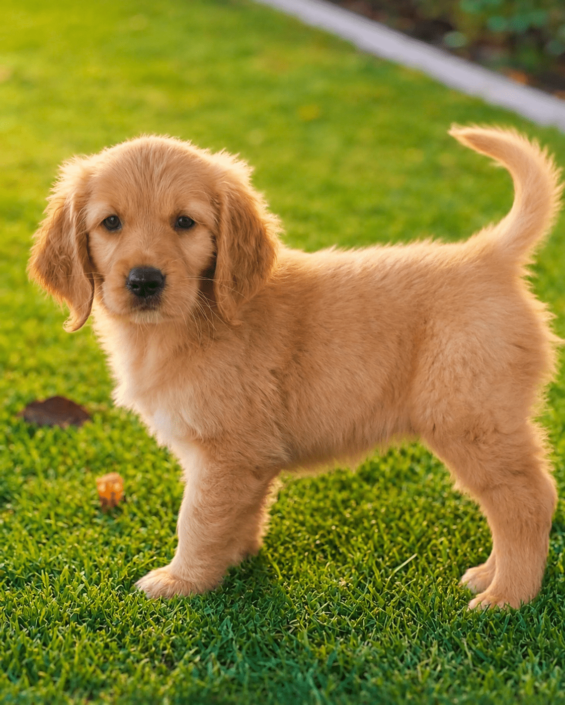 golden-retriever-puppy-dubai-outdoor.jpg