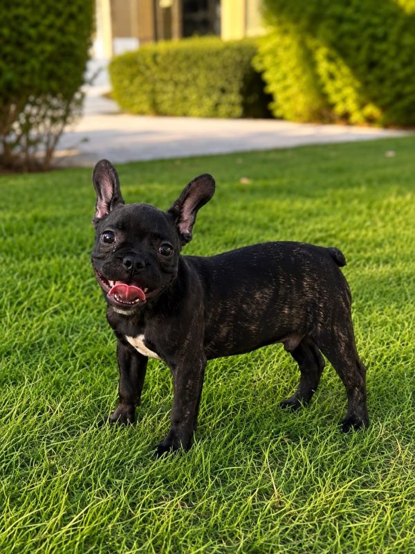 french bulldog puppy for sale in dubai