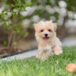 Maltipoo puppies for sale in dubai