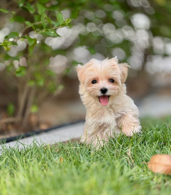 Maltipoo puppies for sale in dubai