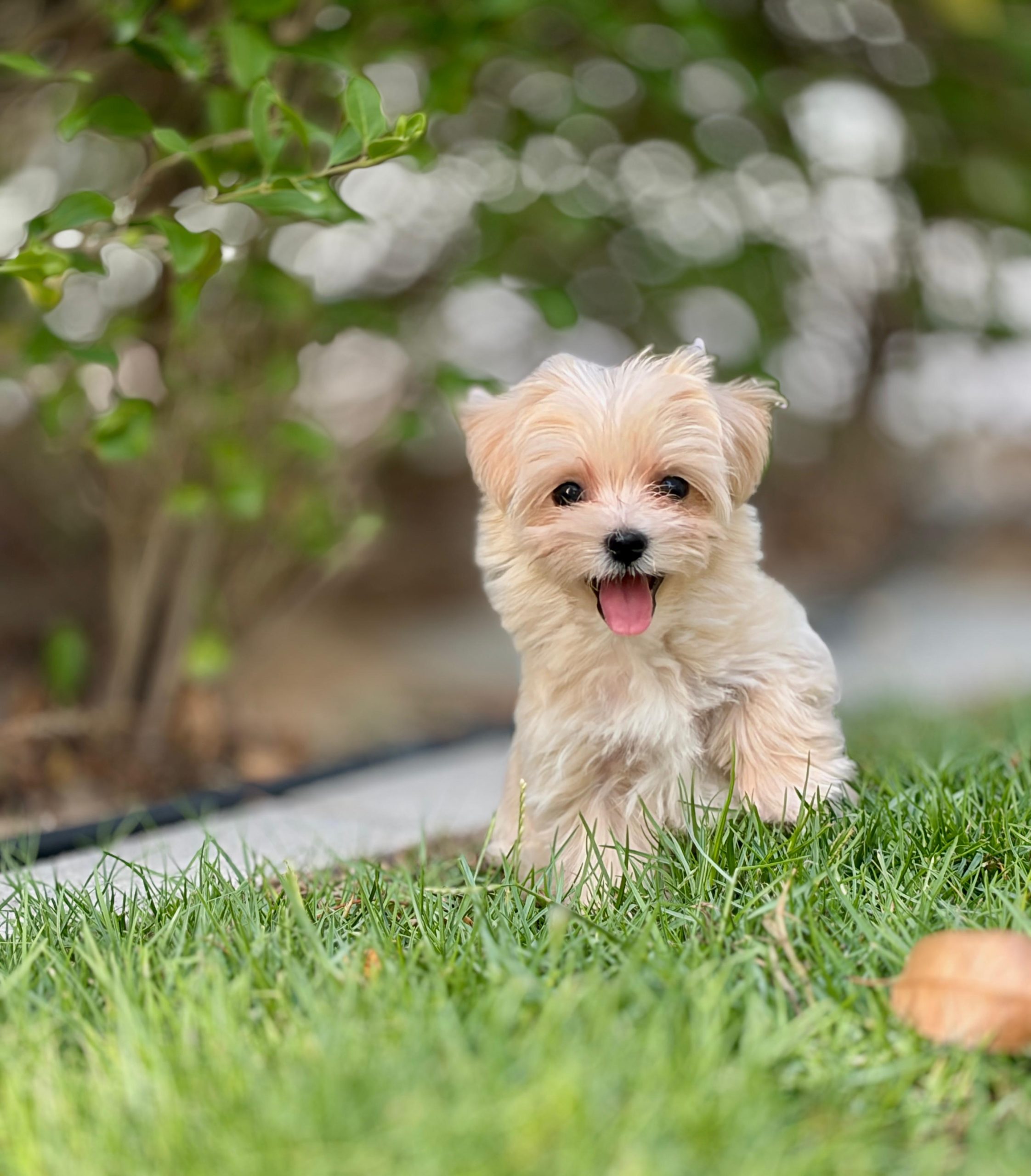 Maltipoo puppies for sale in dubai