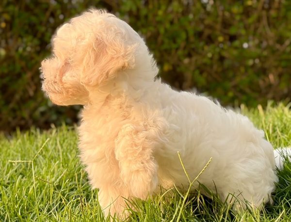 Adorable white Maltipoo puppy playing outdoors in Dubai