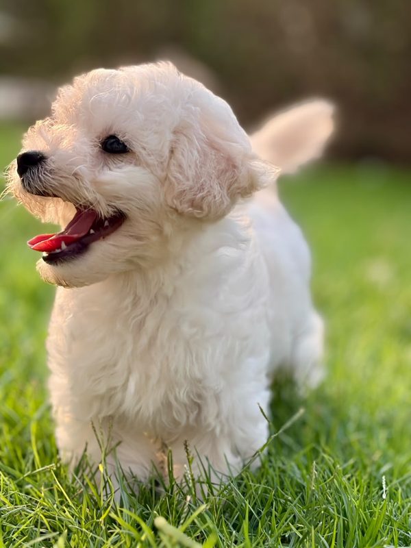 Adorable white Maltipoo puppy playing outdoors in Dubai