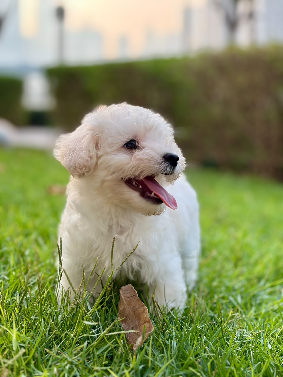 maltipoo