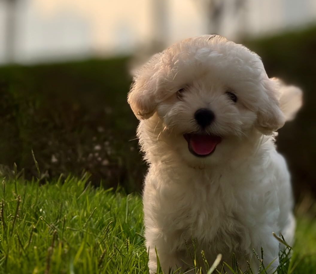 Reputable Maltipoo breeder in Dubai offering healthy vaccinated puppies