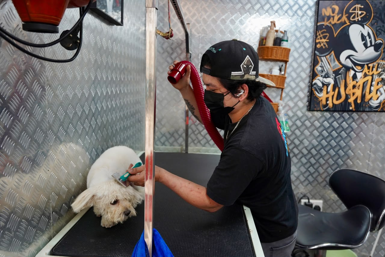 Professional cat and dog grooming in Business Bay Dubai at Tom & Jerry Pet Shop