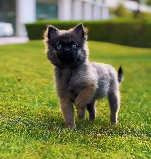 Fluffy Pomsky puppy with husky-pomeranian markings and blue eyes sitting indoors