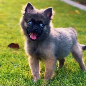 Fluffy Pomsky puppy with husky-pomeranian markings and blue eyes sitting indoors