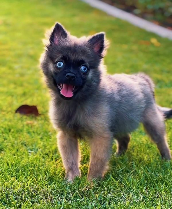Fluffy Pomsky puppy with husky-pomeranian markings and blue eyes sitting indoors