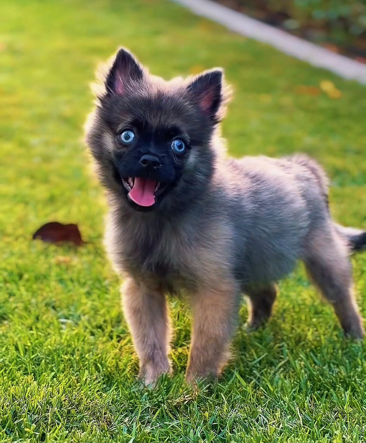 Fluffy Pomsky puppy with husky-pomeranian markings and blue eyes sitting indoors
