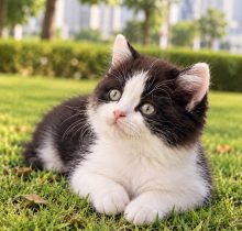 Persian kitten for sale