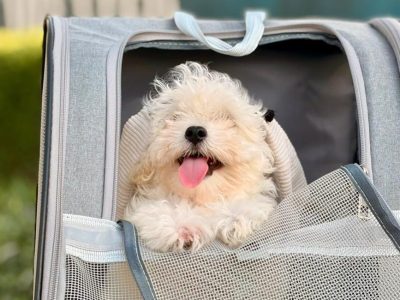 Maltipoo puppy for sale in Dubai