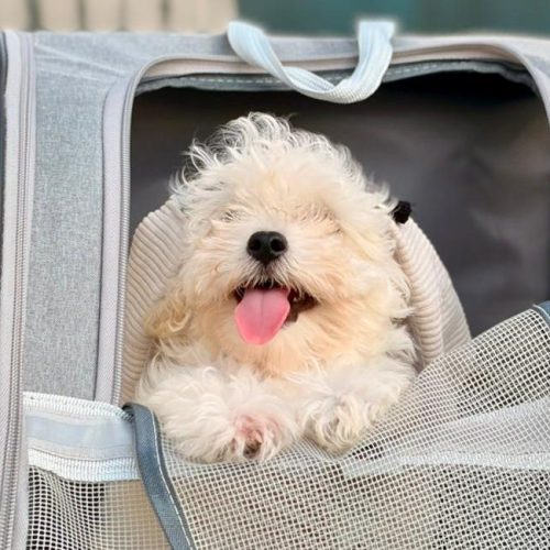 Maltipoo puppy for sale in Dubai