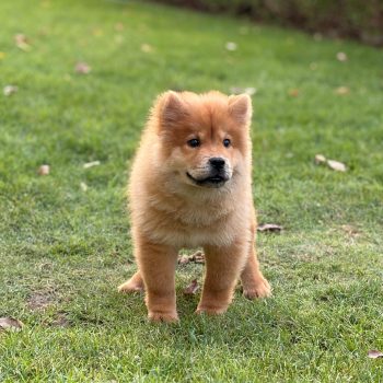 Chow Chow puppy for sale in Dubai