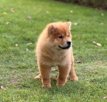 Chow Chow Puppy for Sale in Dubai