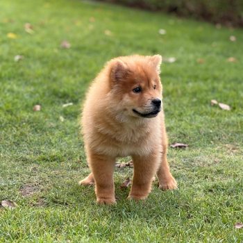 Chow Chow Puppy for Sale in Dubai