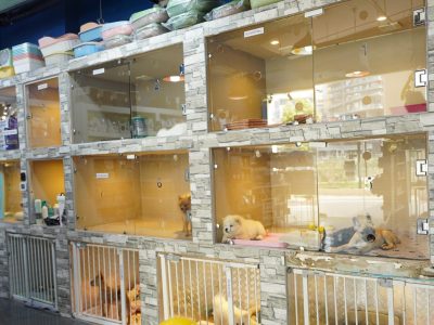 Cat and dog boarding and daycare facility in Dubai