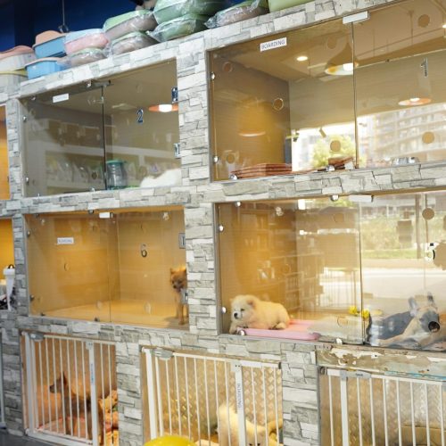 Cat and dog boarding and daycare facility in Dubai