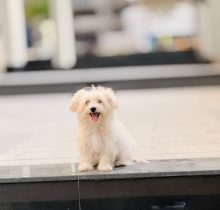 maltese puppy for sale in dubai white coat