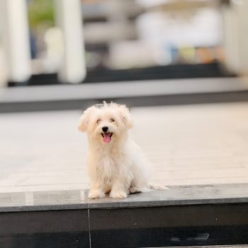 maltese puppy for sale in dubai white coat