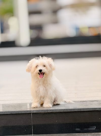 maltese puppy for sale in dubai white coat