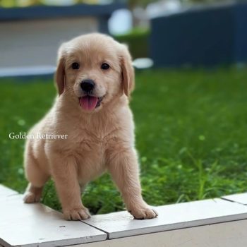 Golden retriever puppy for sale in Dubai