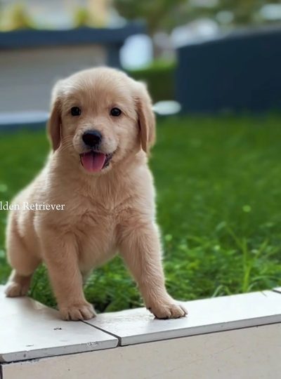 Golden retriever puppy for sale in Dubai