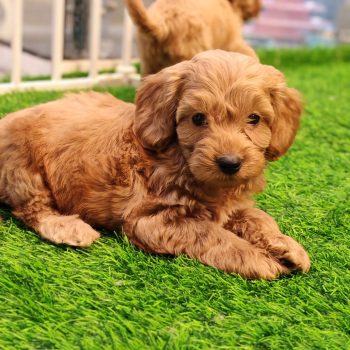 Auburn red cockapoo puppy dubai