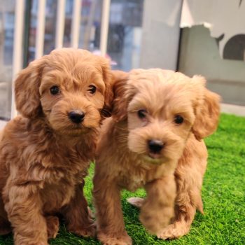 Cockapoo puppy for sale in dubai