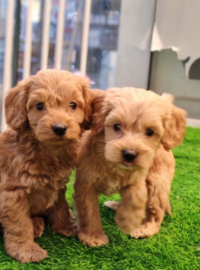 Cockapoo puppy for sale in dubai