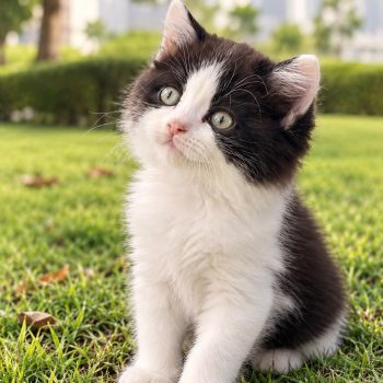 Persian kitten for sale