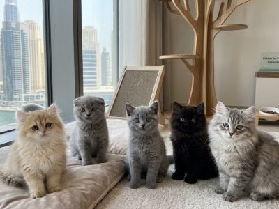 Kittens for sale in Dubai persian british shorthair scottish fold